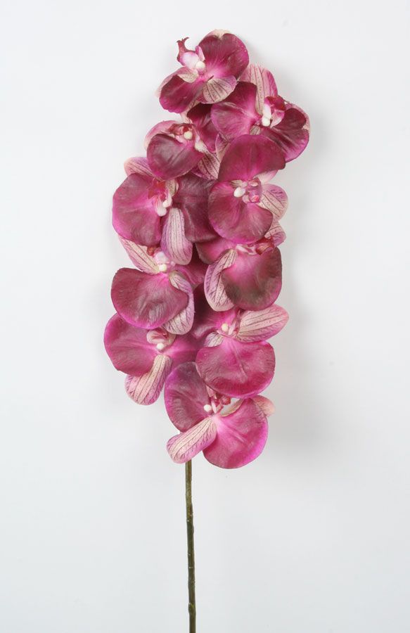 phalaenopsis orchid 