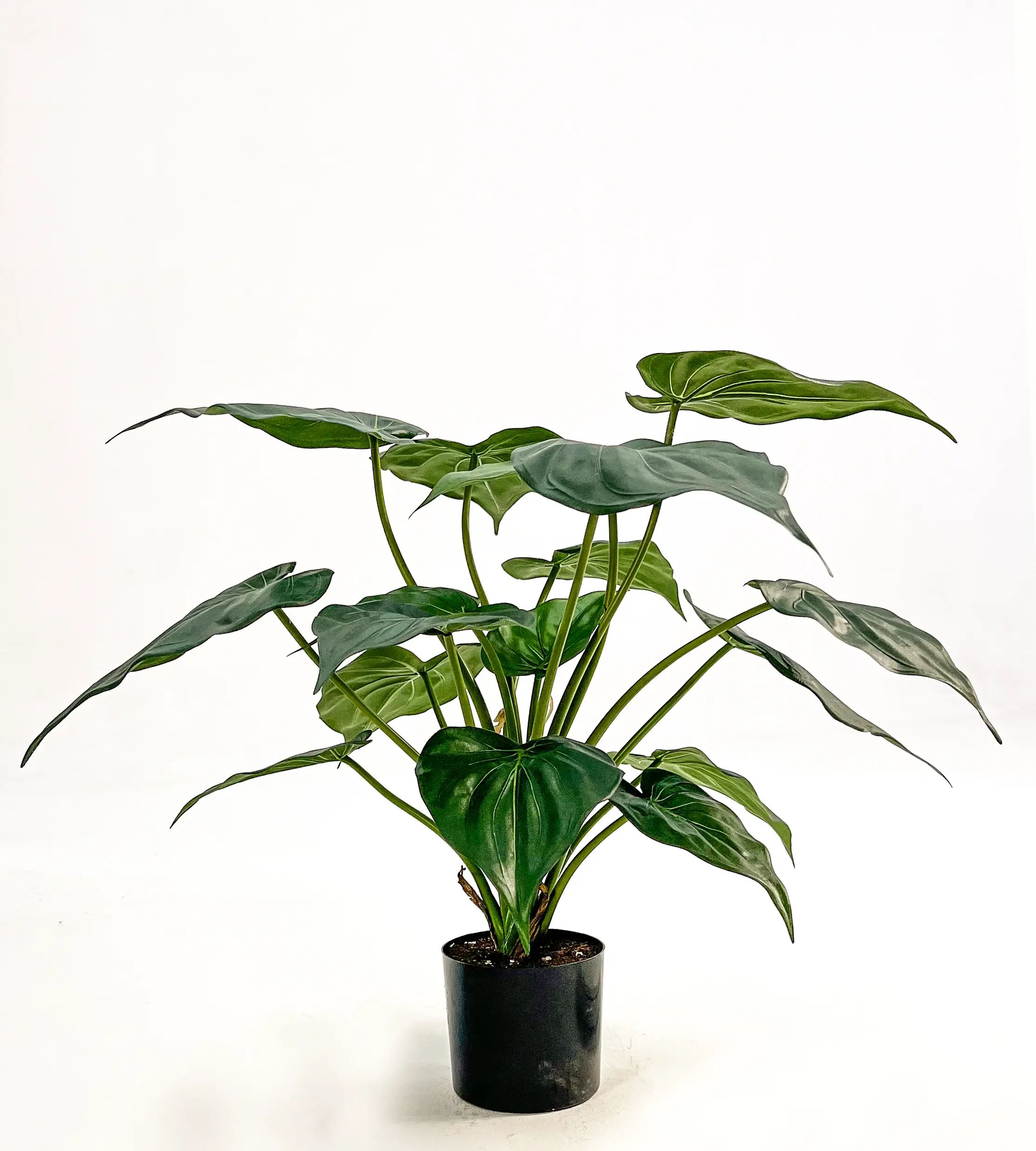 Alocasia Cucullata, New item – delayed