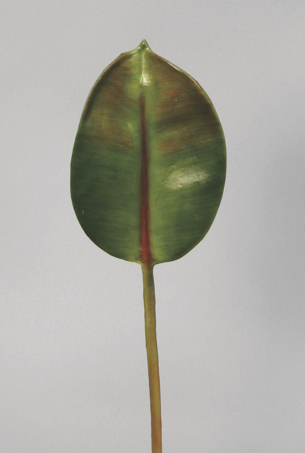 Rubber Leaf