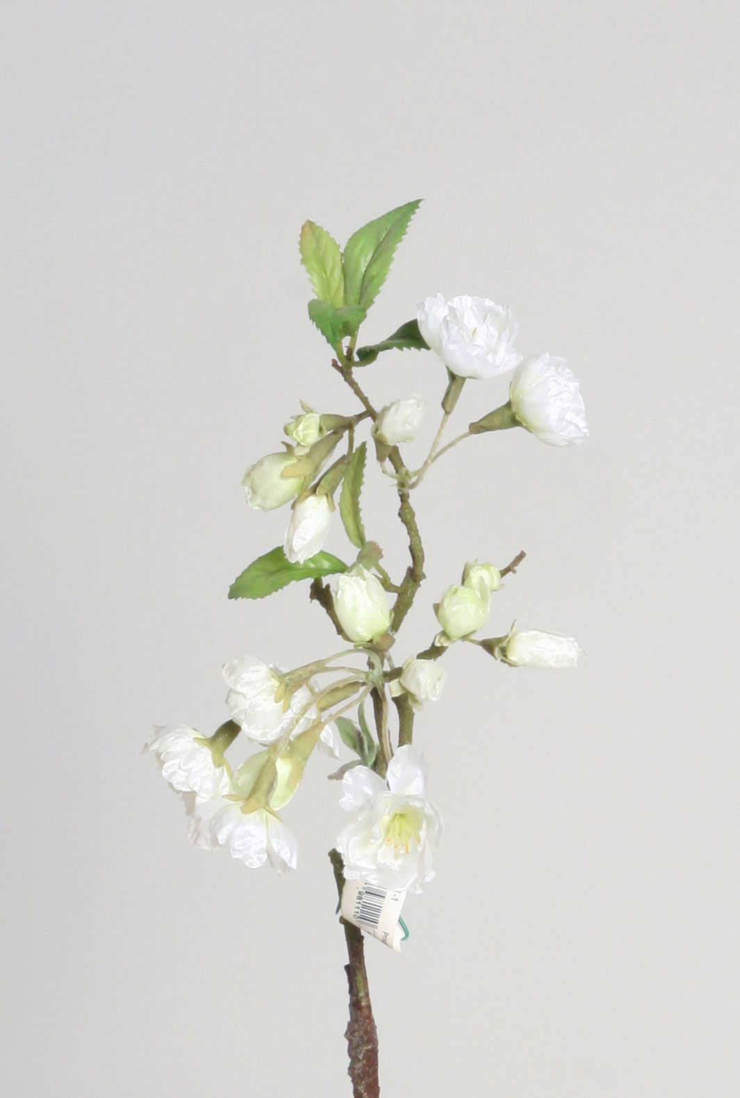 apricot pick cream 