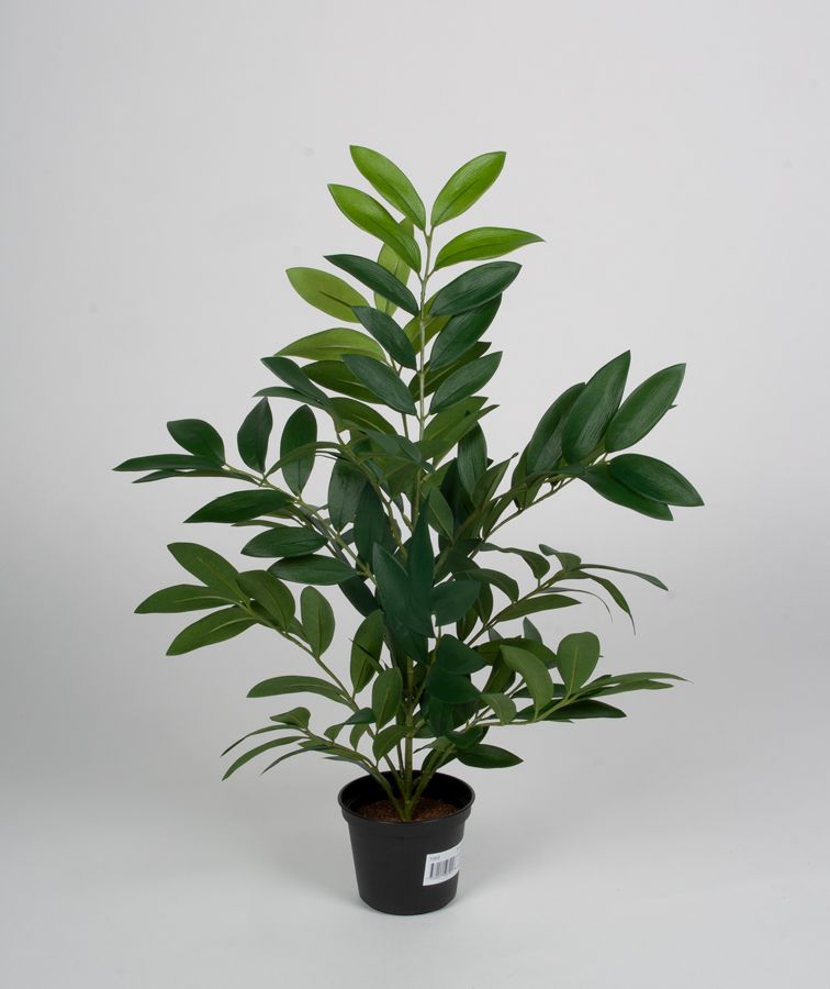 parlour palm 