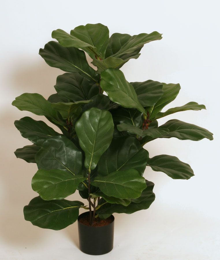 fiddle leaf 