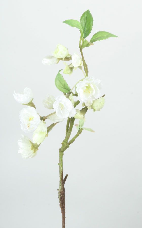Apricot Blossom