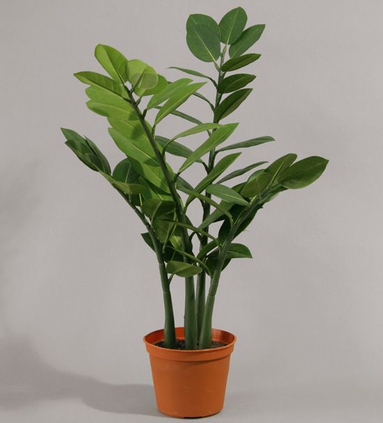 zamifolia 