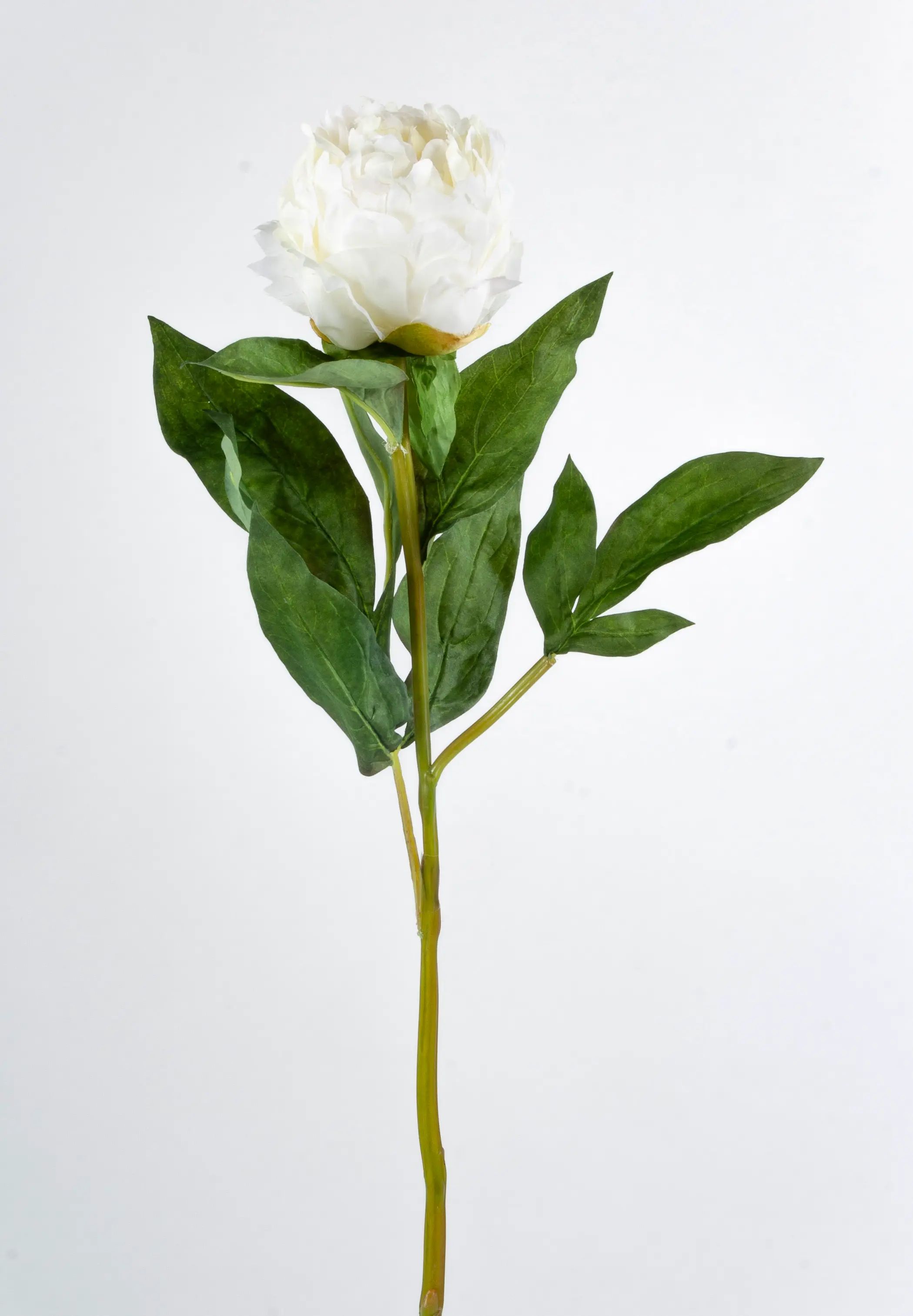 Peony spray