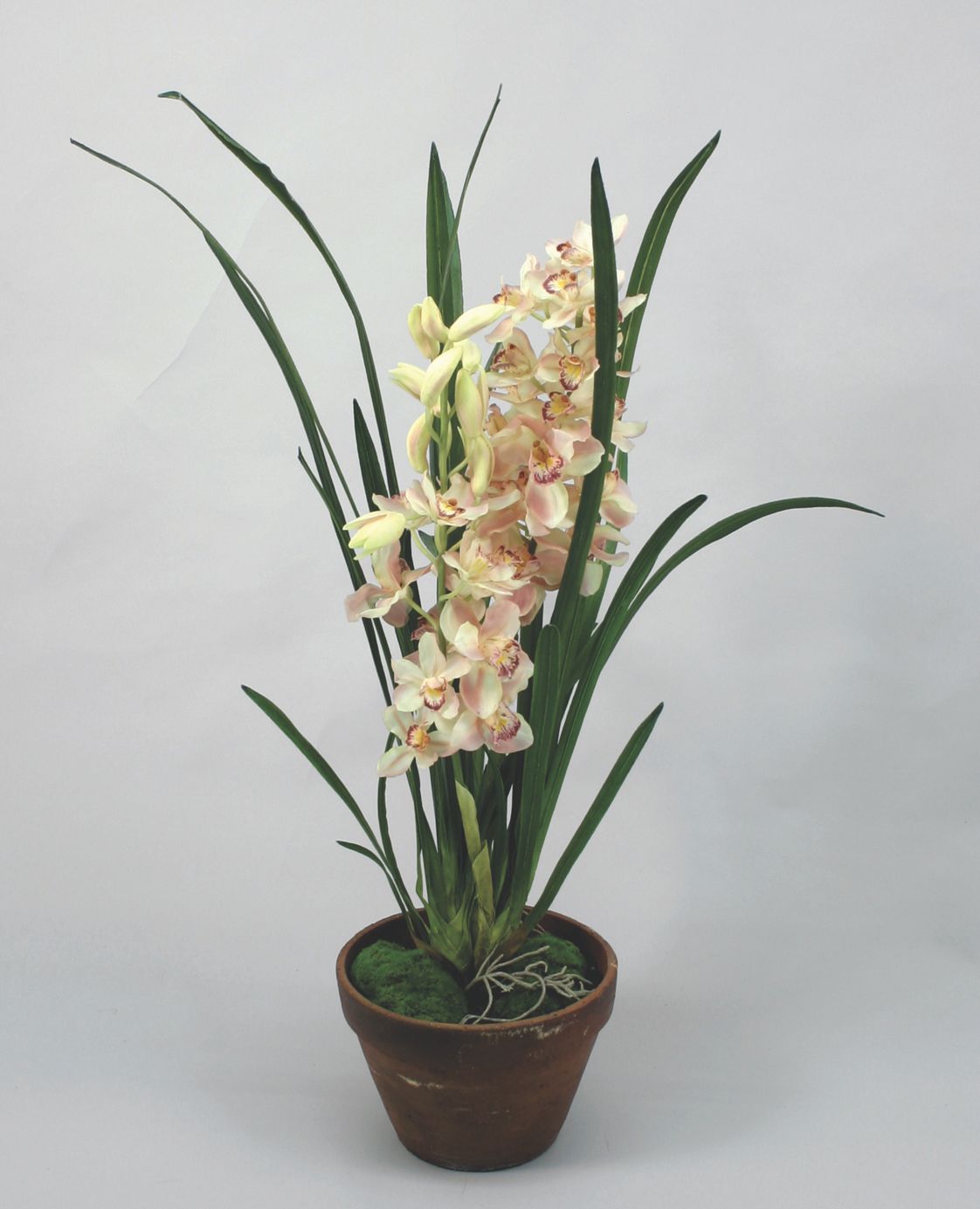 Orchid