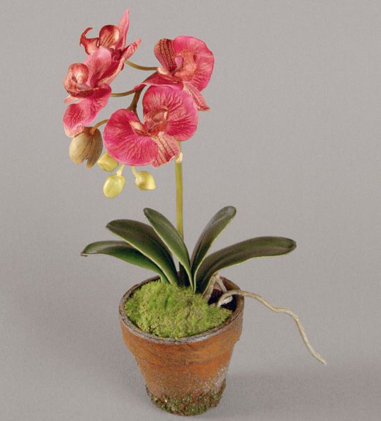 Orchid