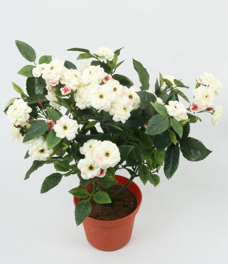 pearl rose