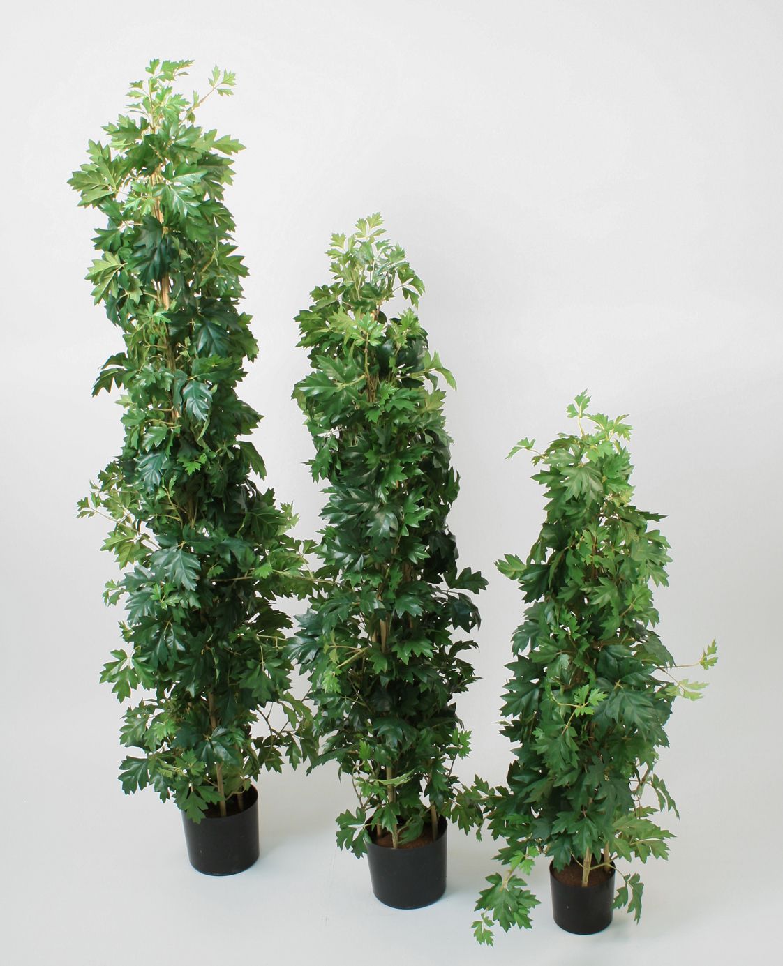 cissus