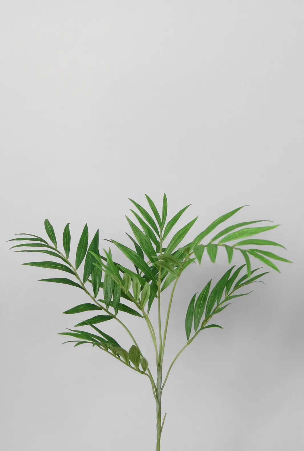 Palm Spray 