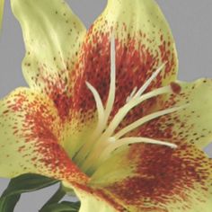 Lily