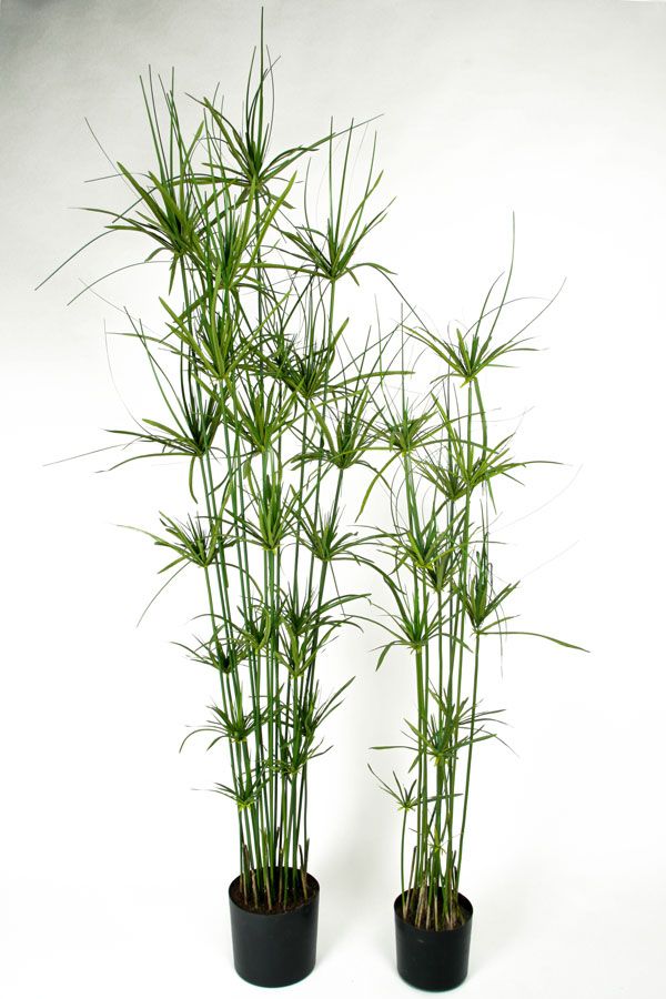 Papyrus