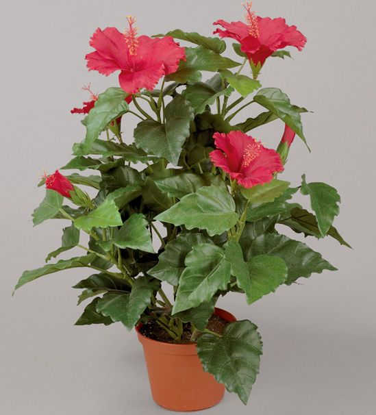 Hibiscus