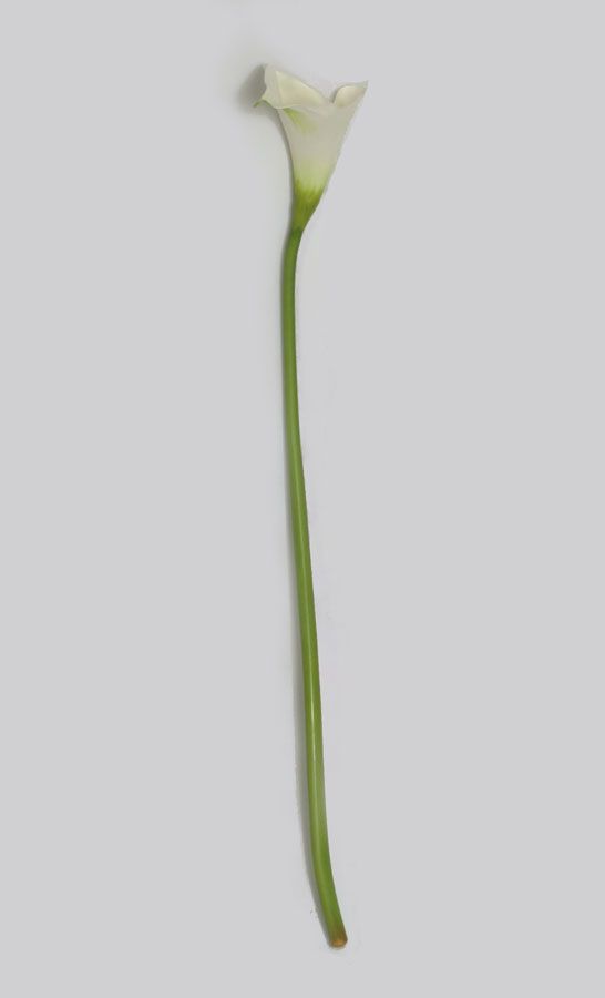 calla lily cream 