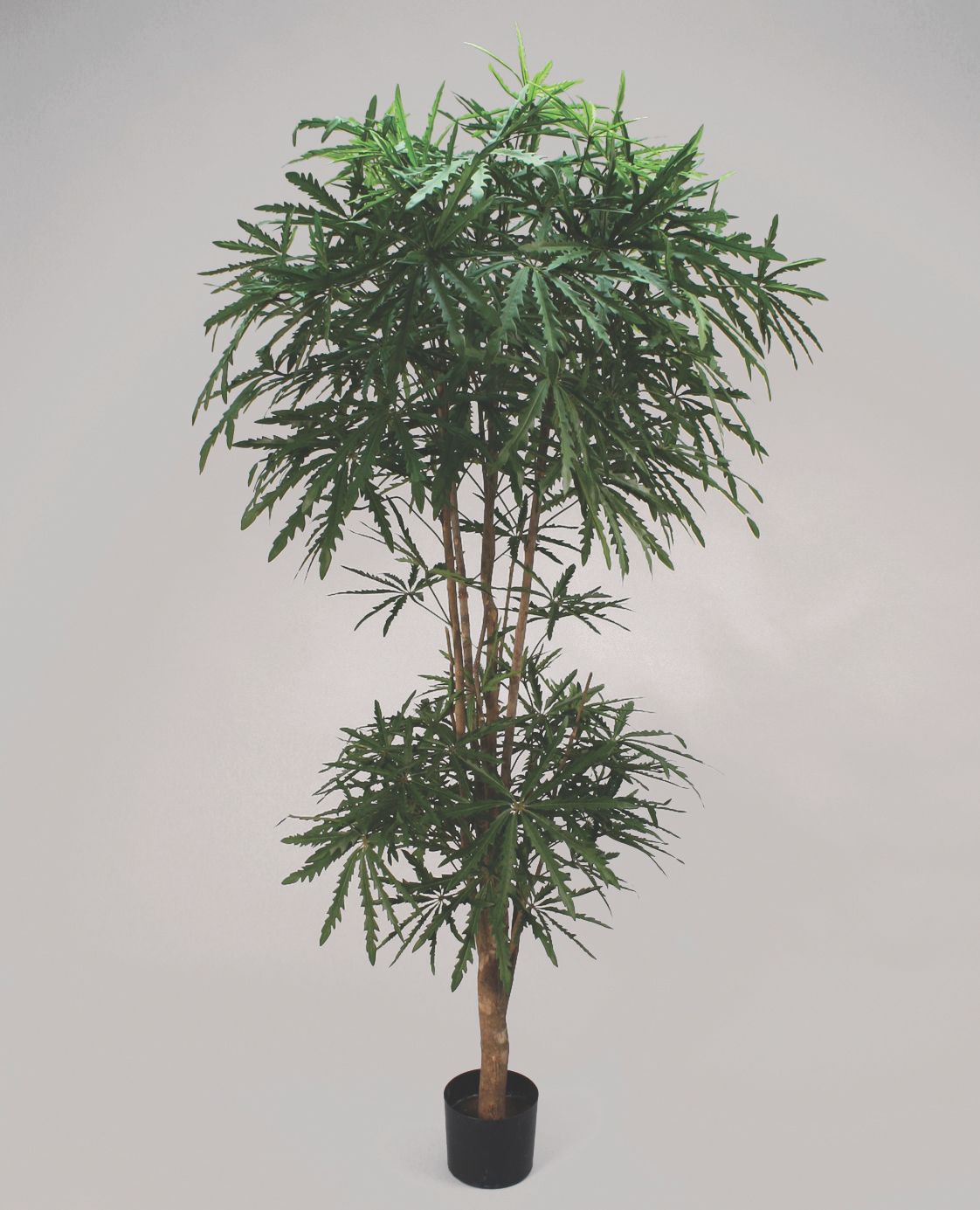 aralia 