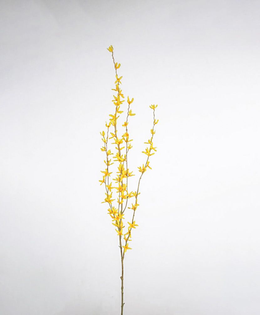 forsythia 