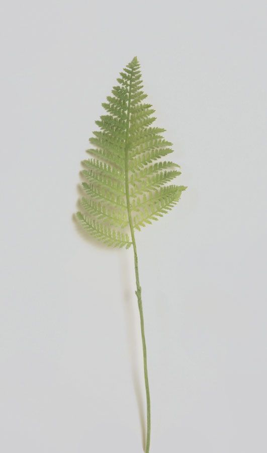 fern leaf 