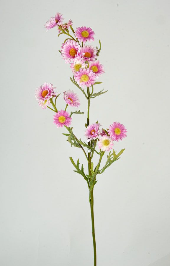 Aster
