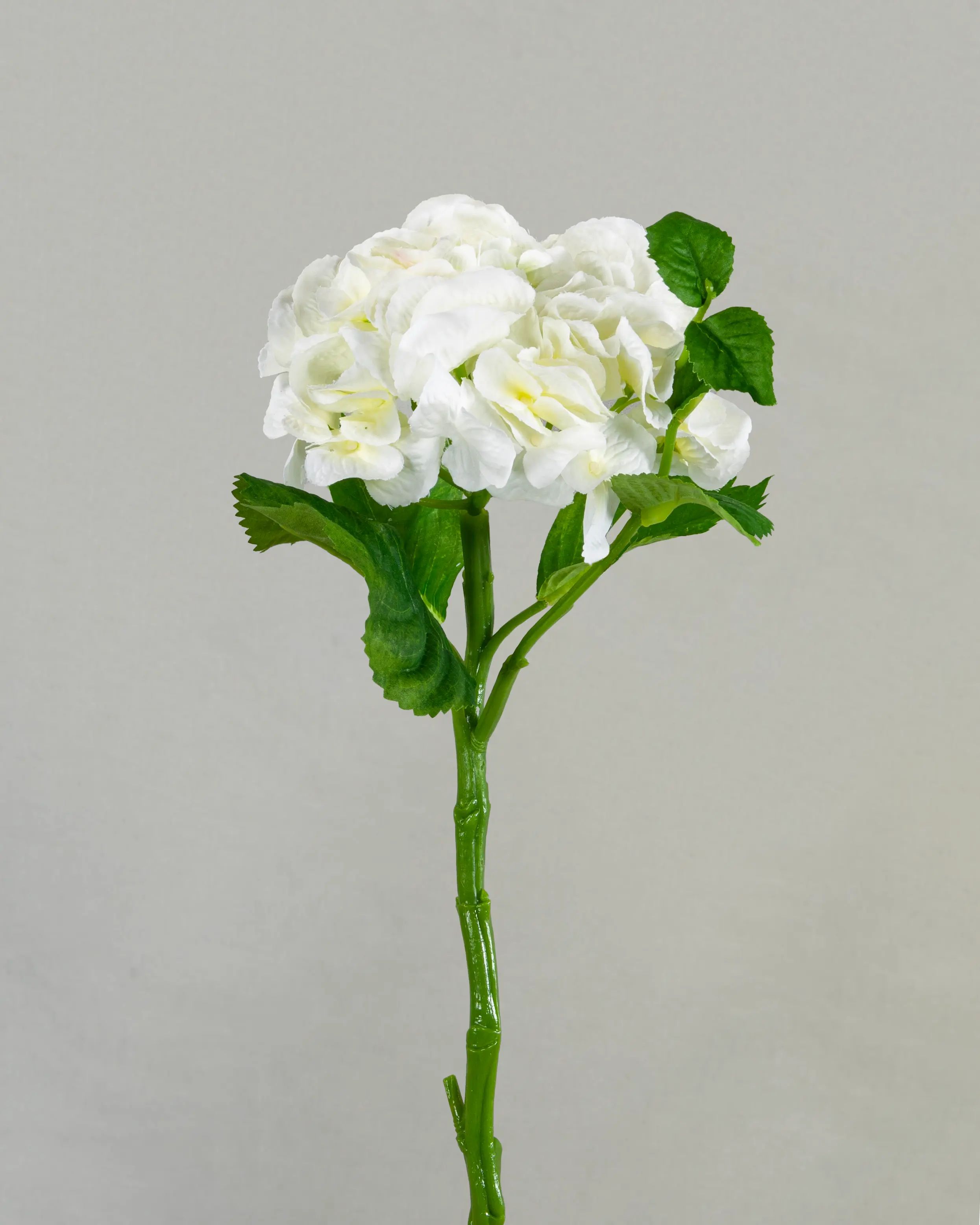 Hydrangea