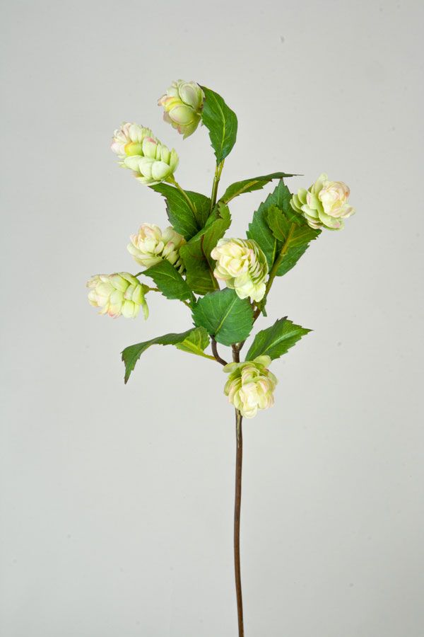 hop flower 