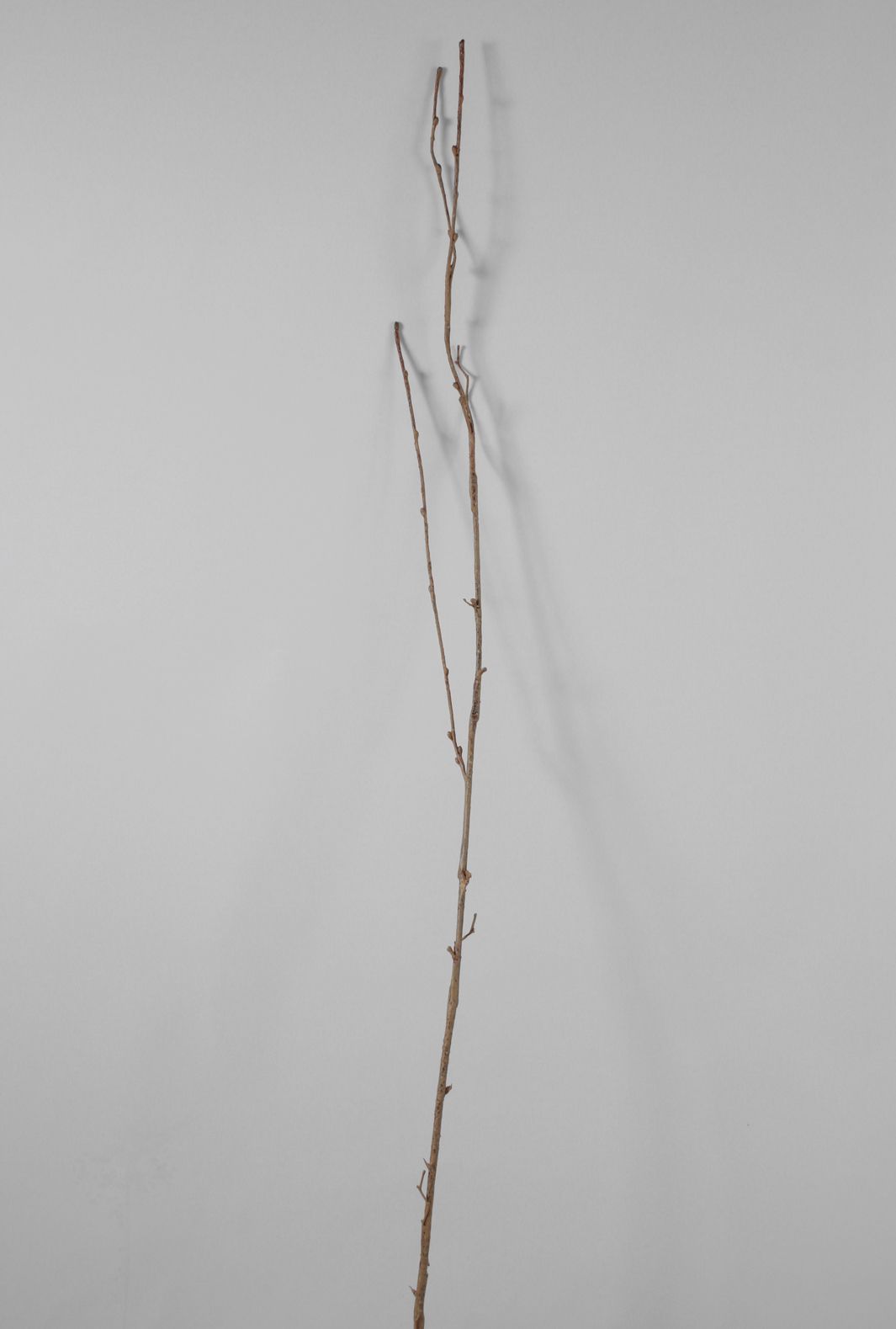 twig 