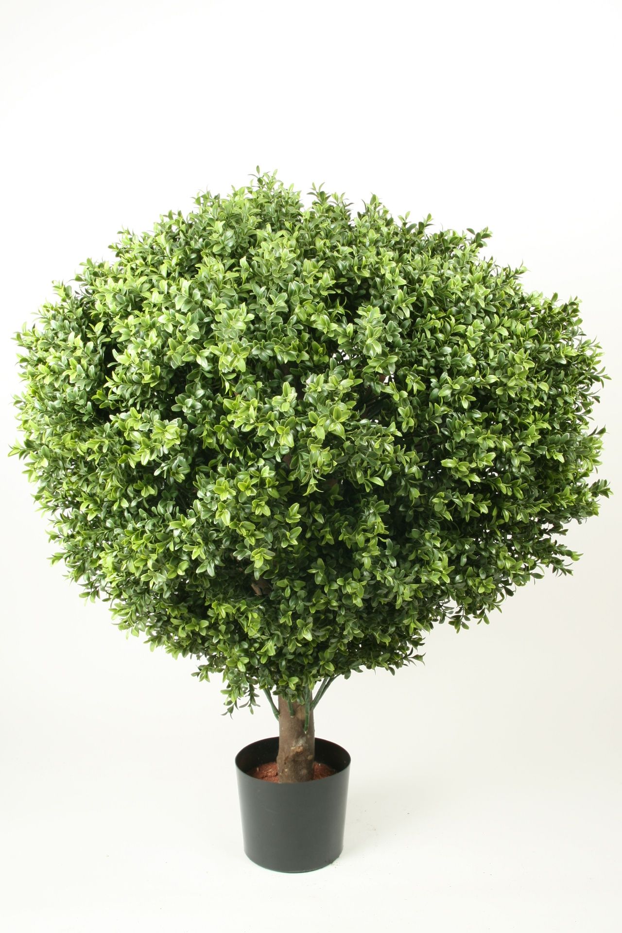 Boxwood Ball