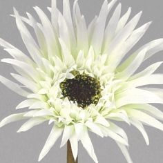 gerbera
