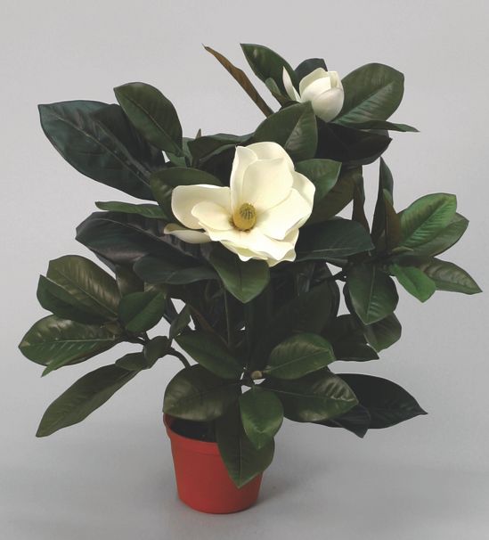 magnolia cream 