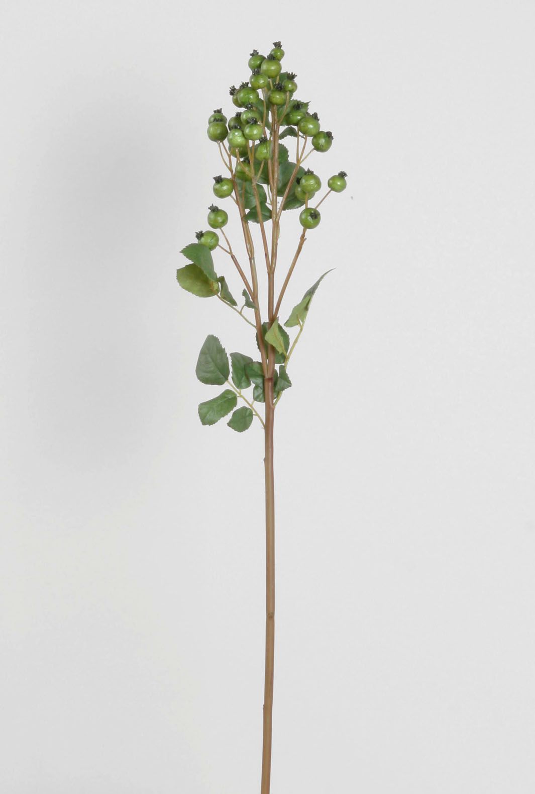 Rosehip