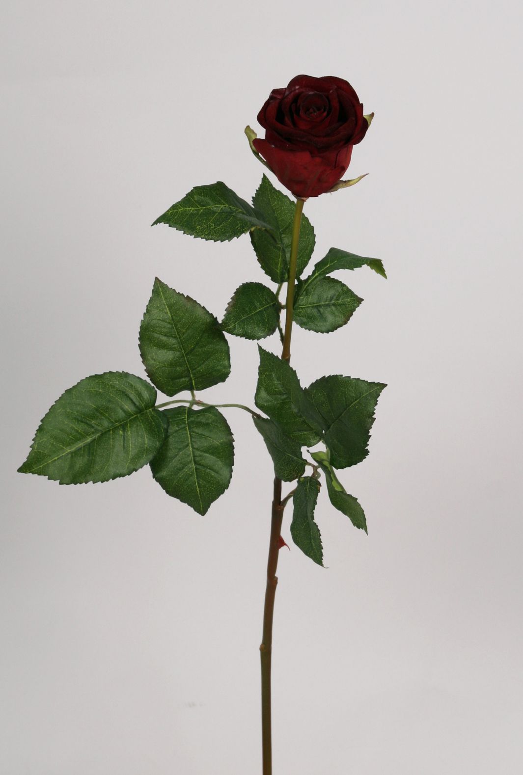 rose dark red 