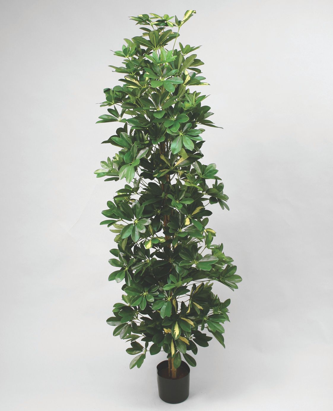 schefflera 