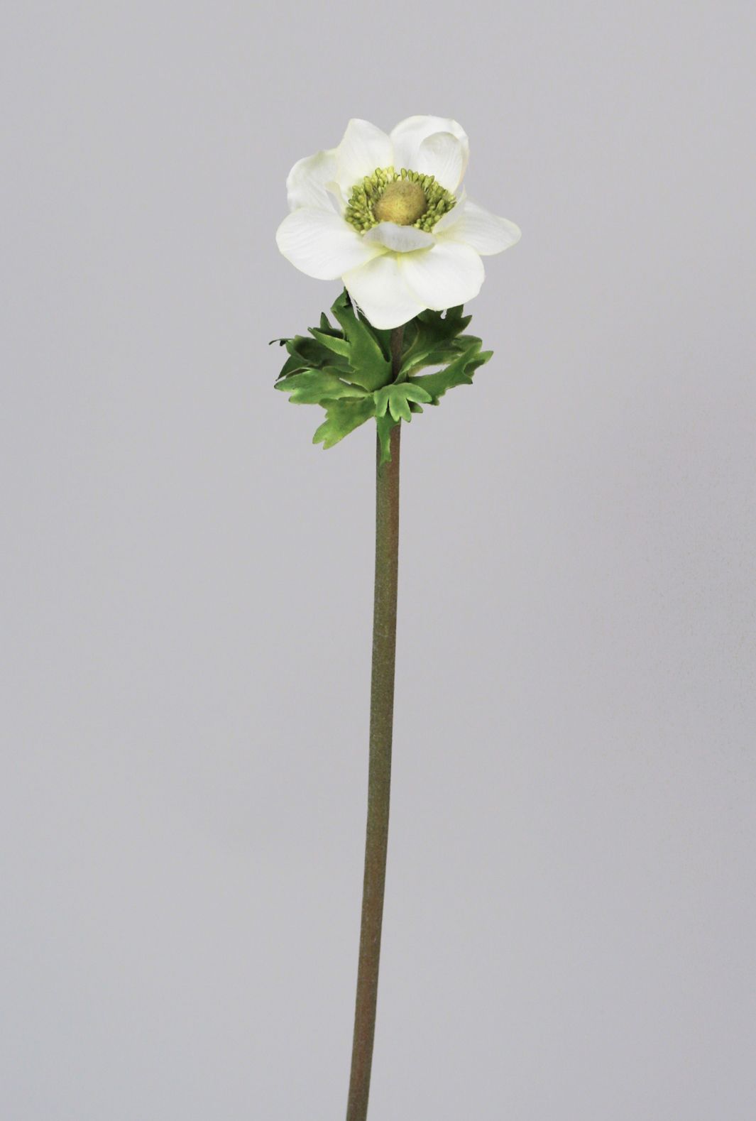 Anemone