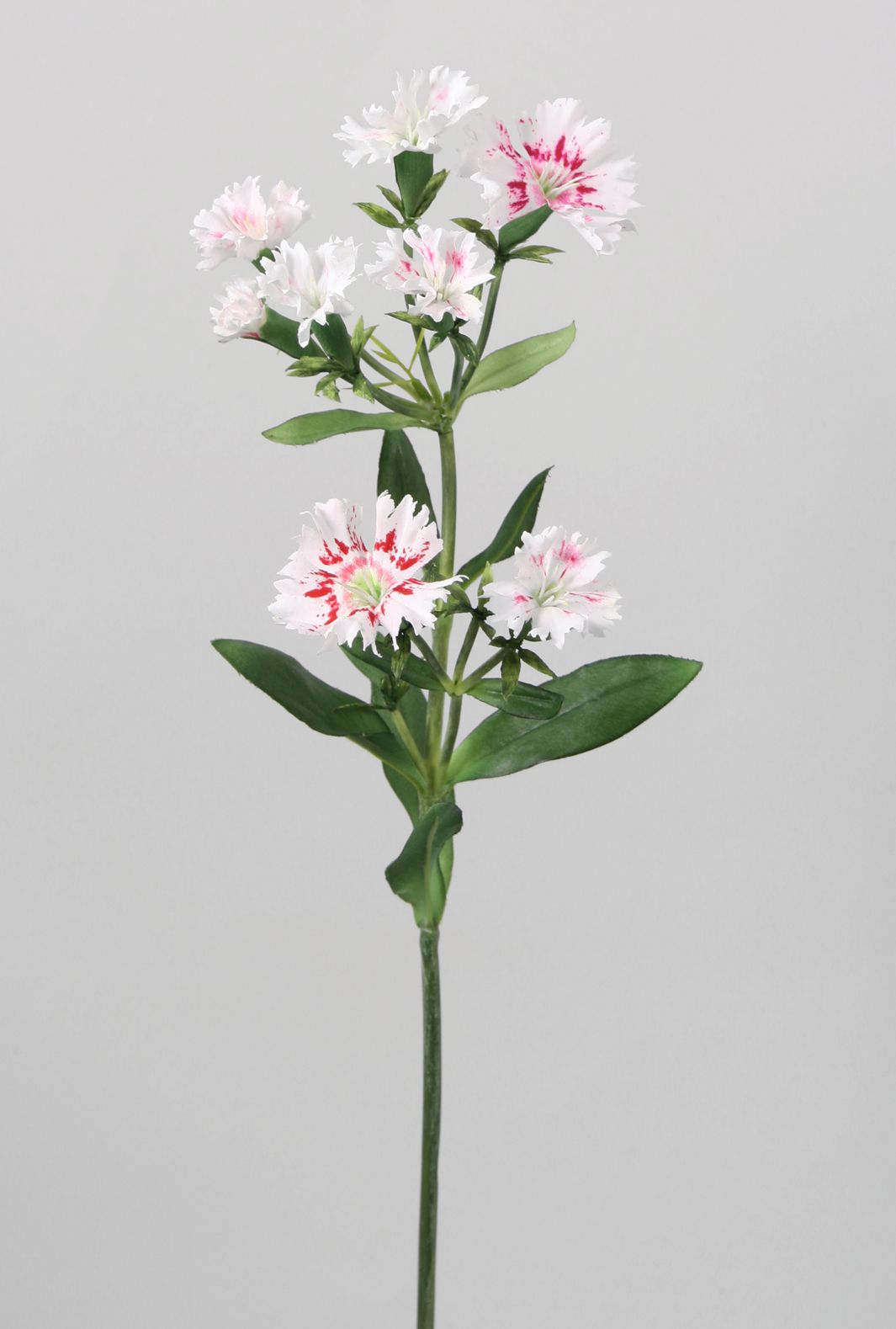 Dianthus spray