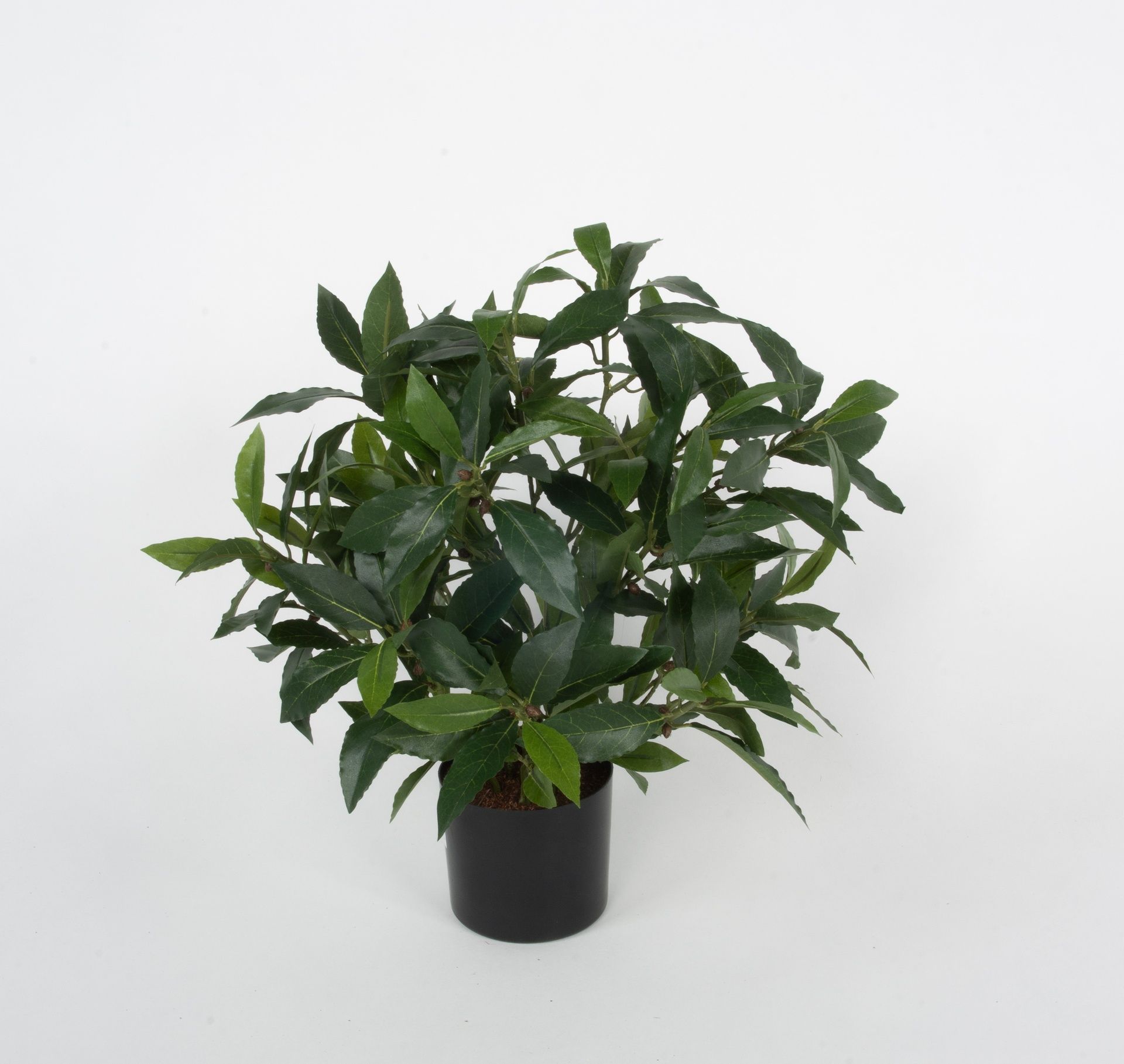 laurel potted 