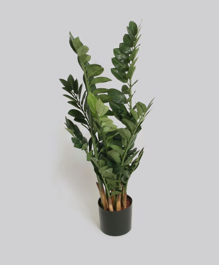 Zamifolia