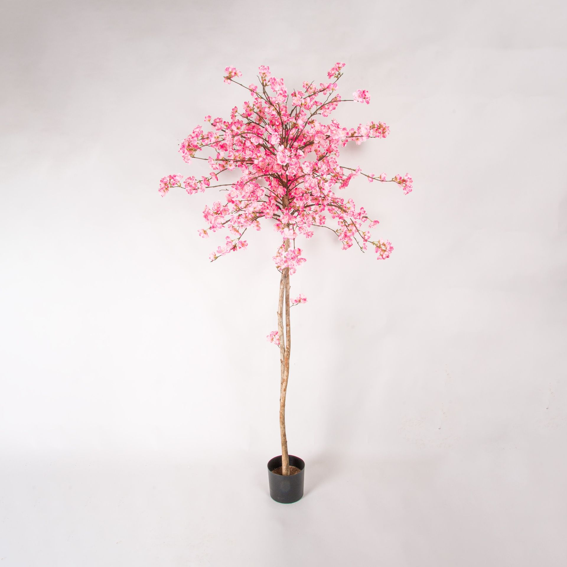 cherry blossom 