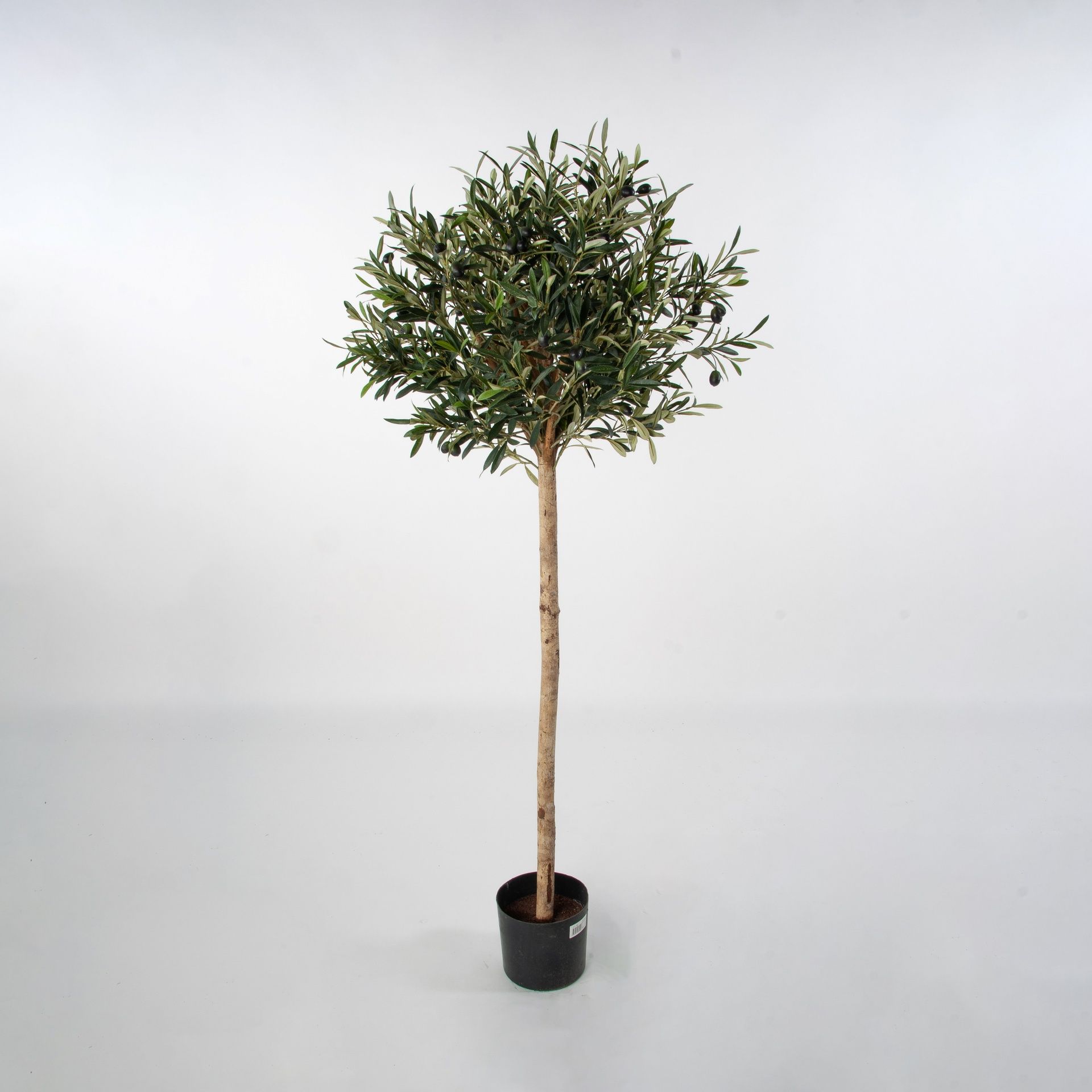 Olive Tree