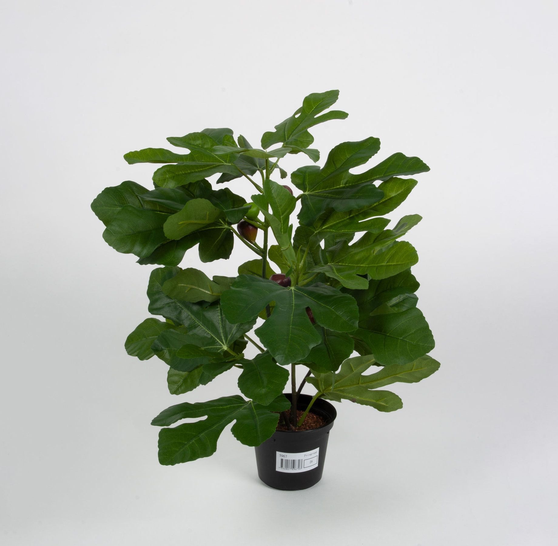 fig 