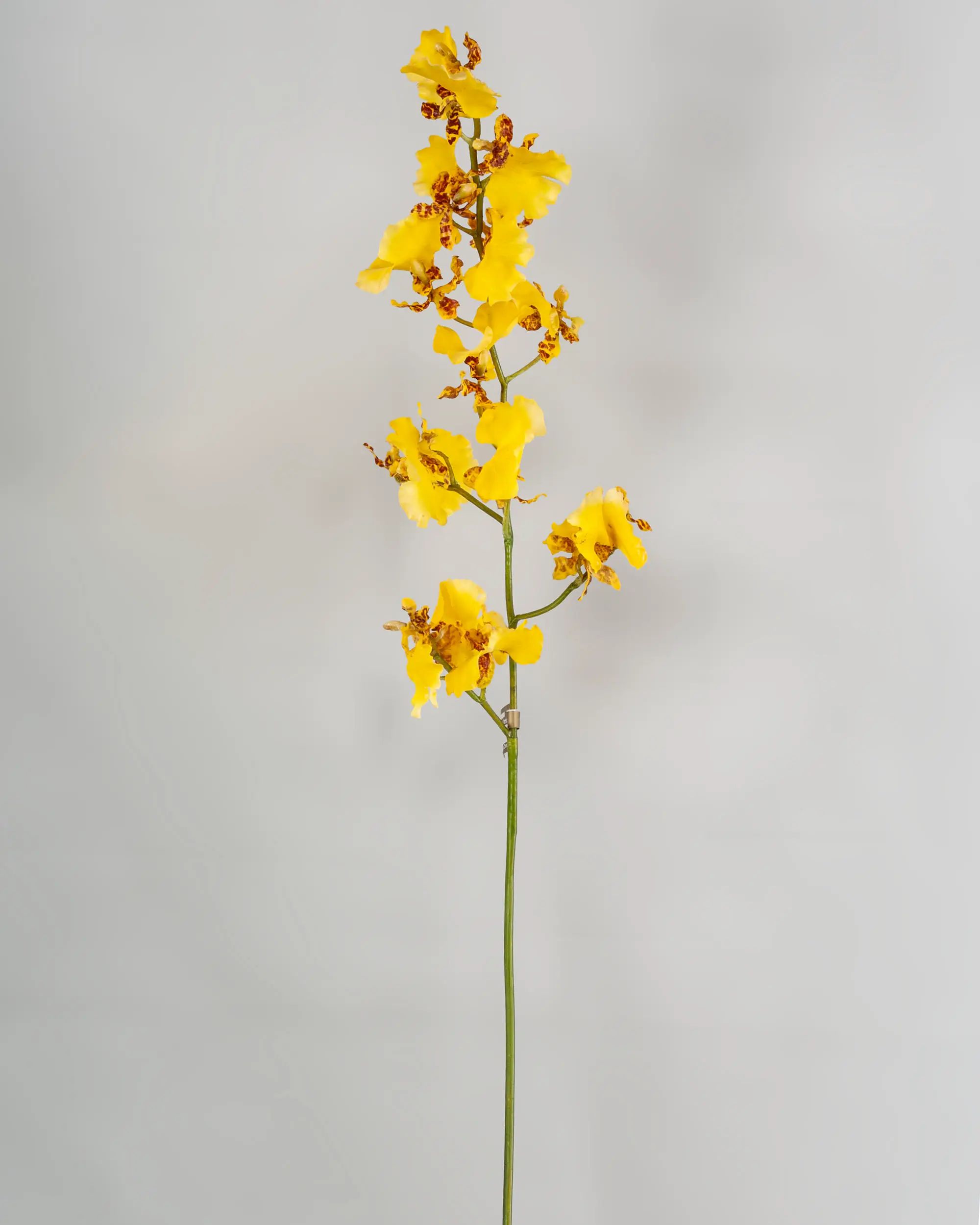Dancing Orchid 