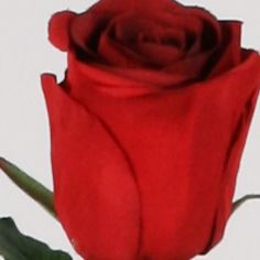 Rose spray