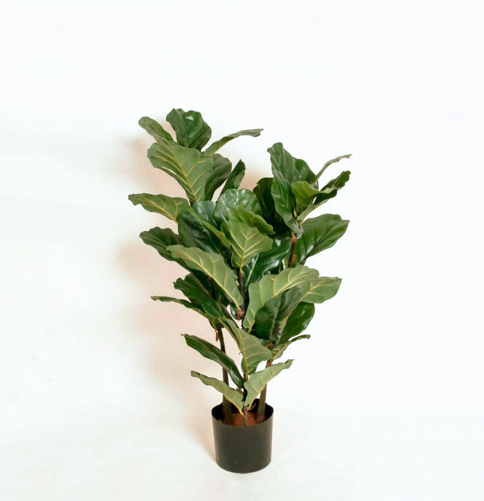 Fiddle Leaf 