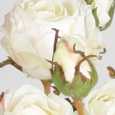 Rose pick