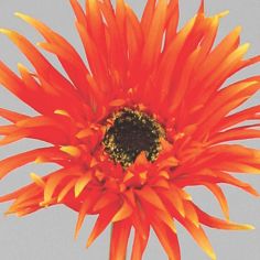gerbera