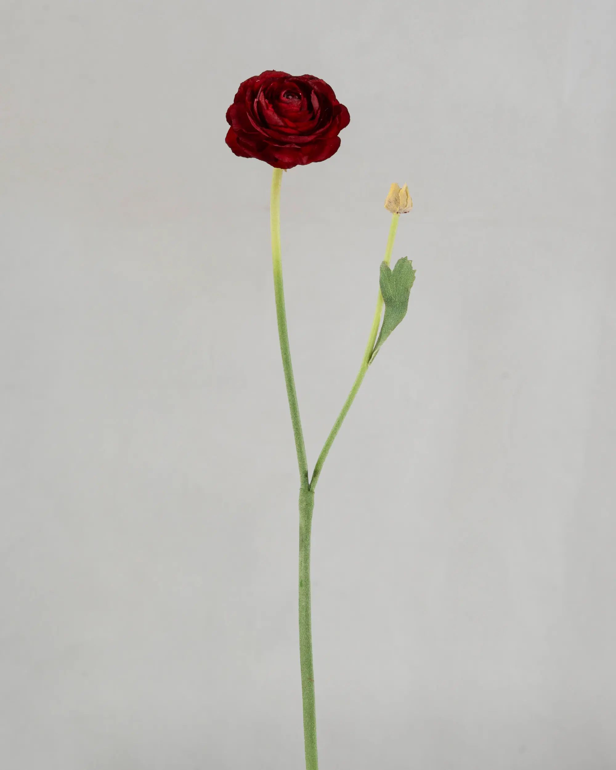Ranunculus