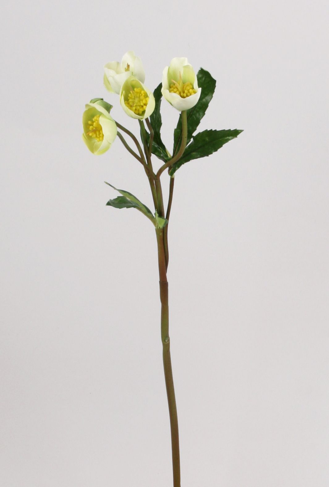 christmas rose 