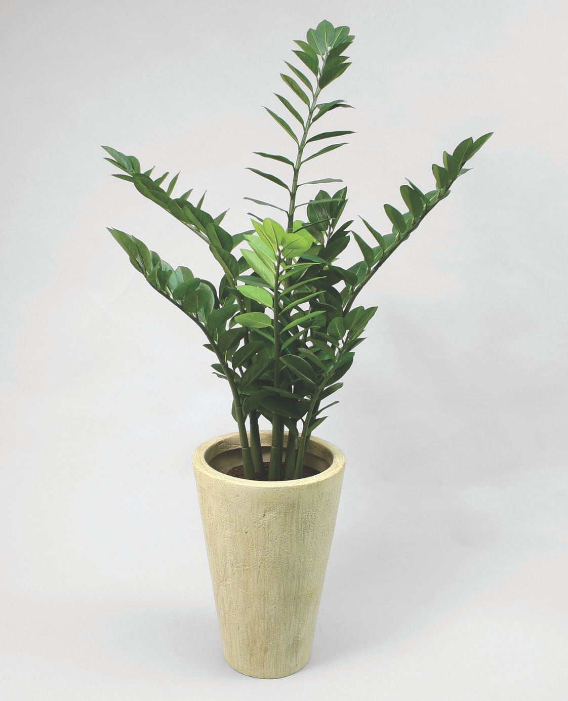 Zamifolia