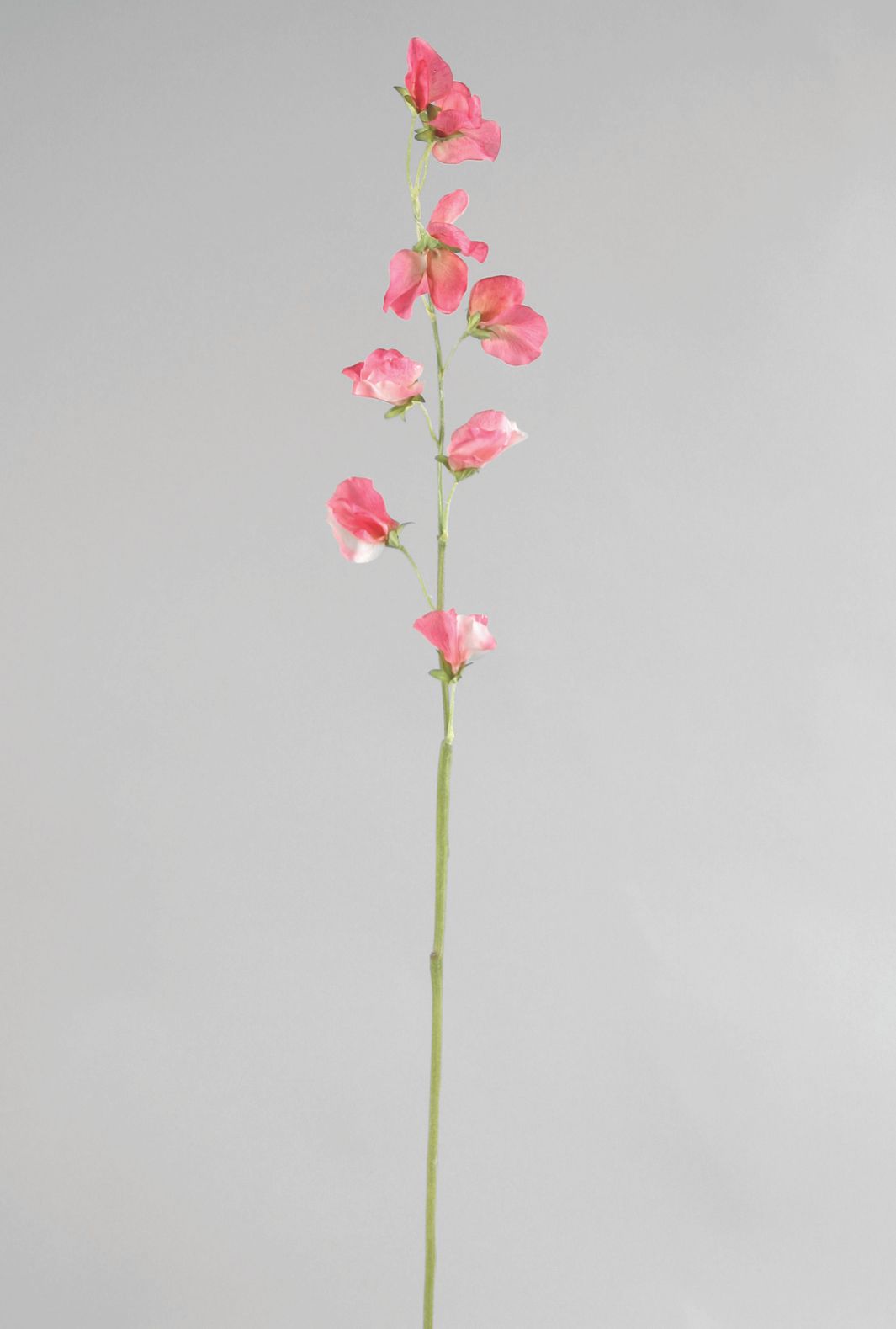 Lathyrus