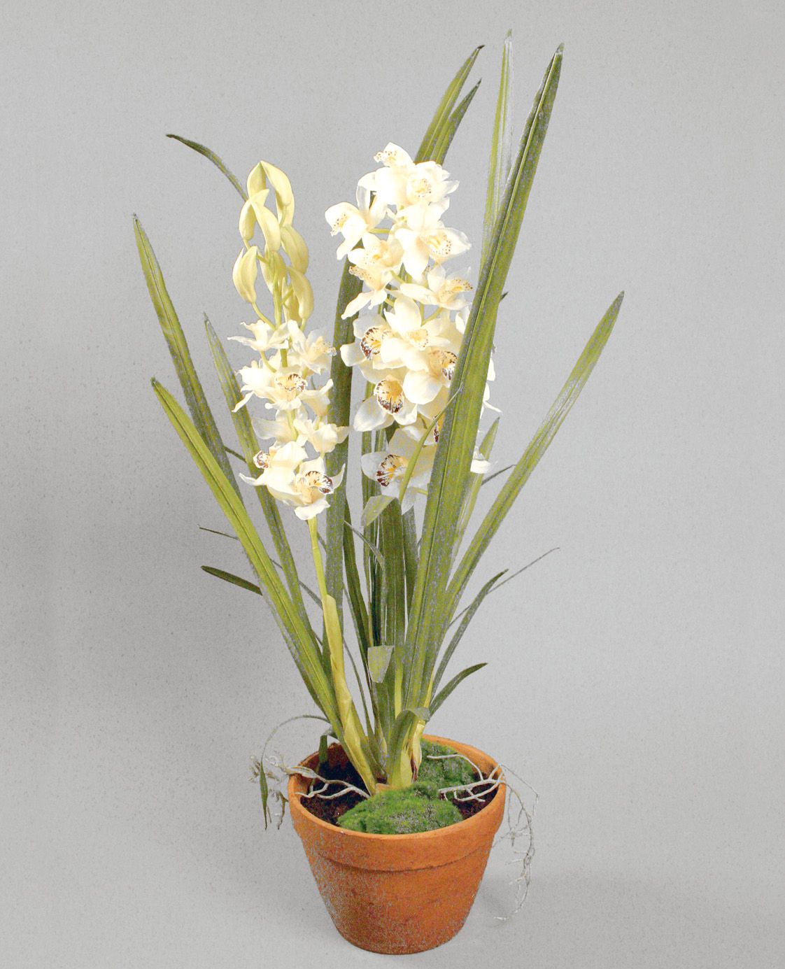Orchid