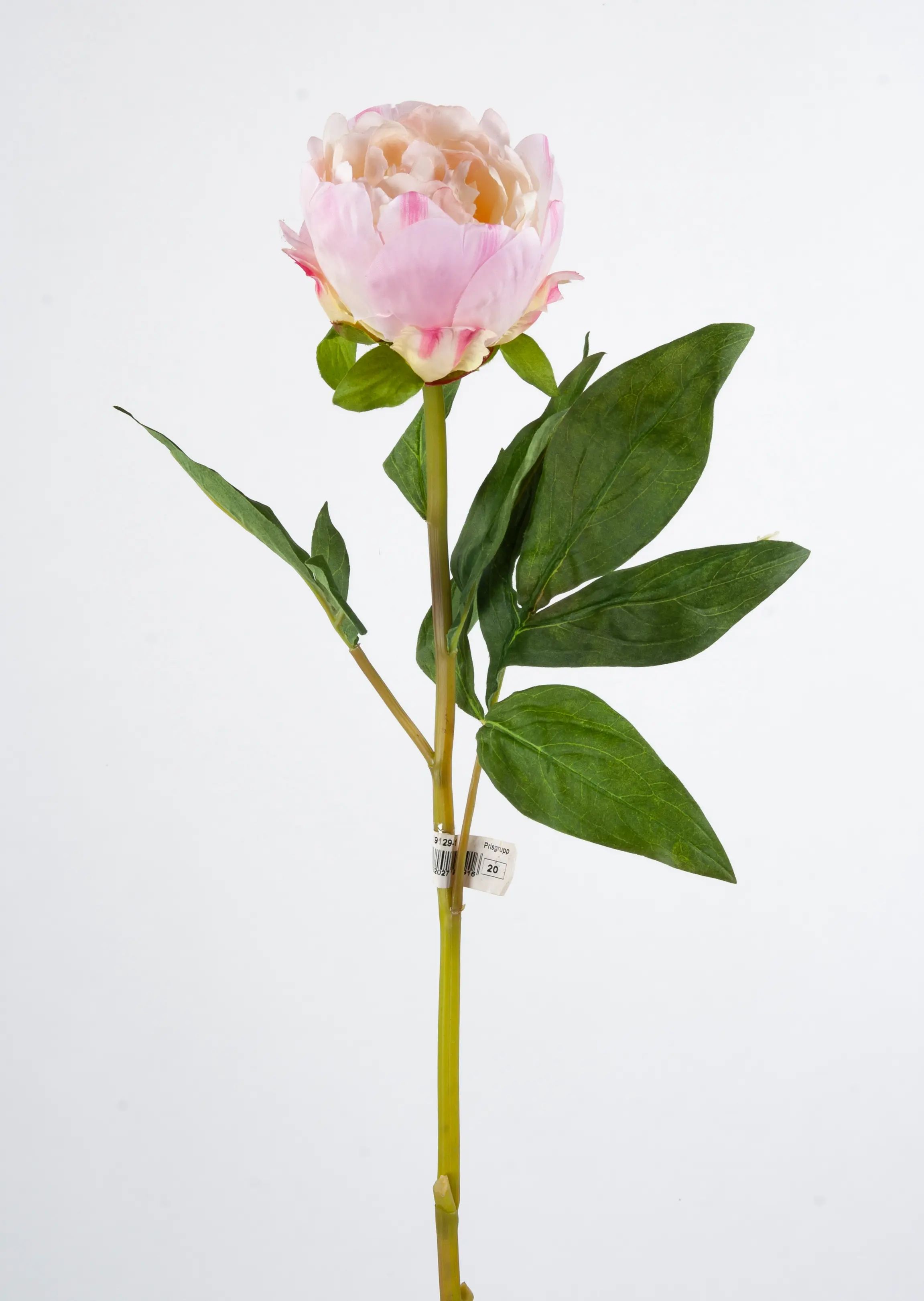 Peony spray