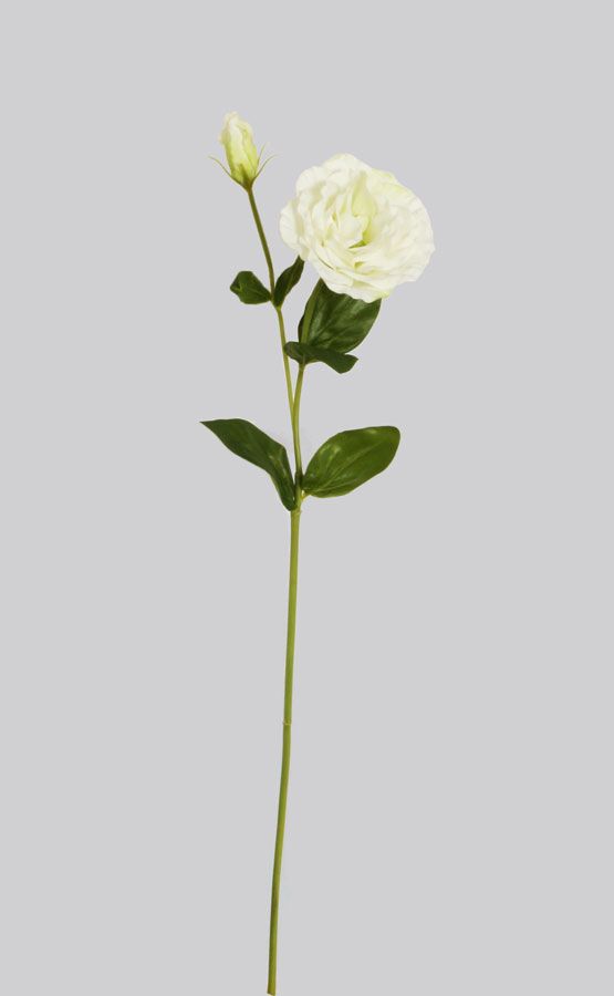 Lisianthus